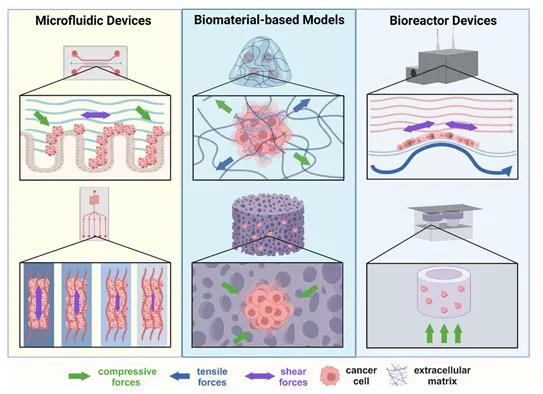 癌癥力學(xué)生物學(xué)的進(jìn)展：轉(zhuǎn)移、力學(xué)與材料