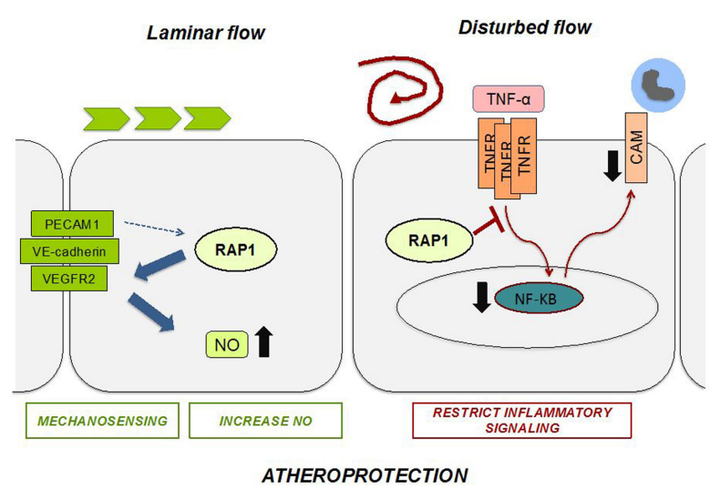 內(nèi)皮細(xì)胞中的 Rap1 可限制炎癥信號(hào)傳導(dǎo)，從而抑制動(dòng)脈粥樣硬化的進(jìn)展